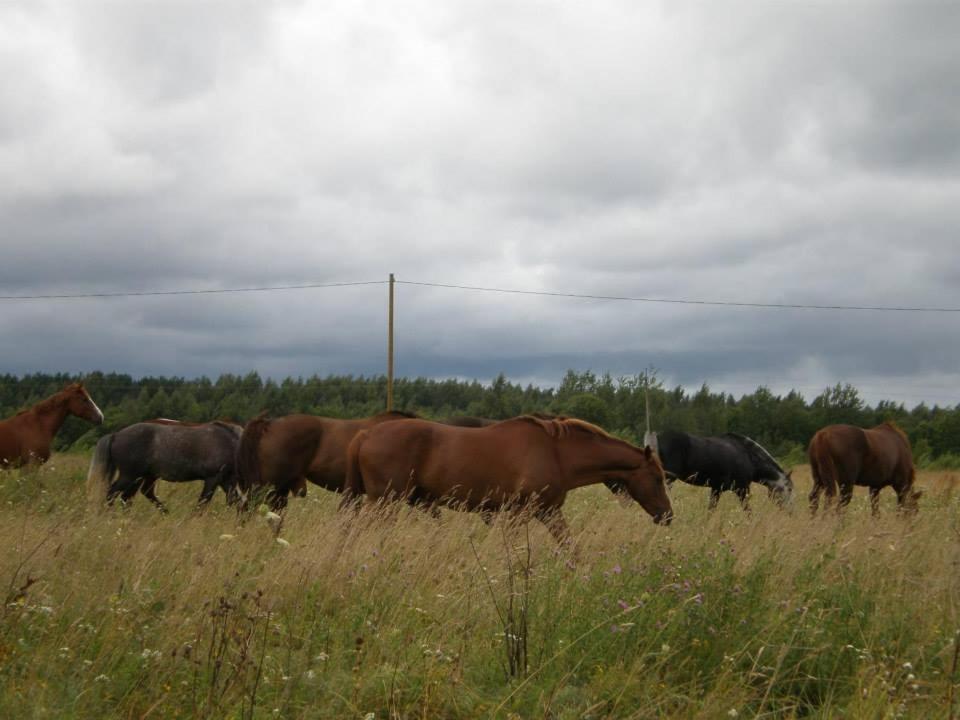 Sassi Talu Horsefarm Pärnumaa Exterior foto