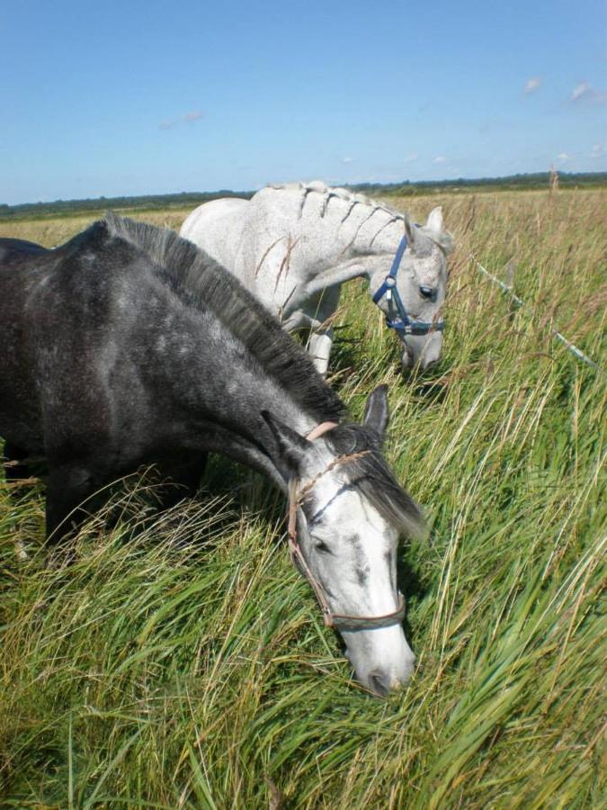 Sassi Talu Horsefarm Pärnumaa Exterior foto